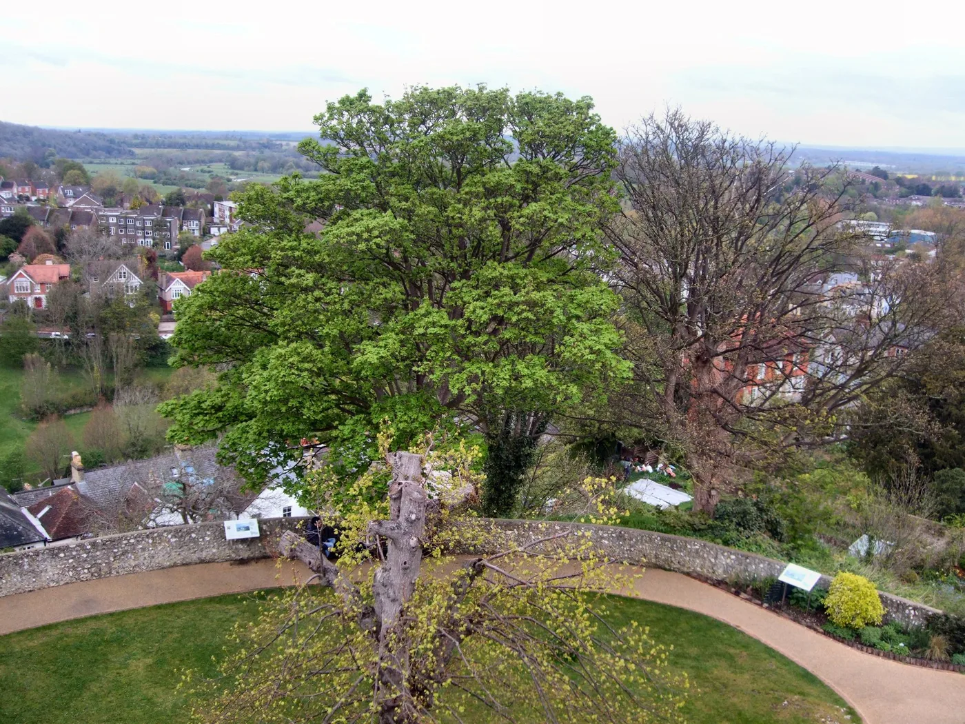 Trees below Lewes Castle, looking out over the town. The charter covers every tree, hedgerow and woodland in Lewes.